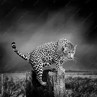 mural-animal-leopardo-blanco-y-negro-145500646